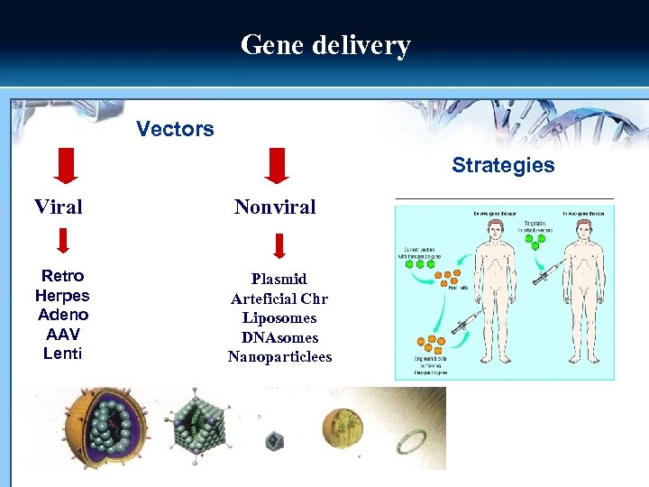 Gene delivery Vectors Strategies Viral Nonviral Retro Herpes Adeno AAV Lenti Plasmid Arteficial Chr