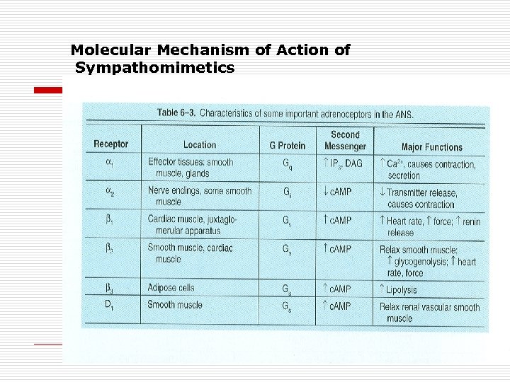 Molecular Mechanism of Action of Sympathomimetics 