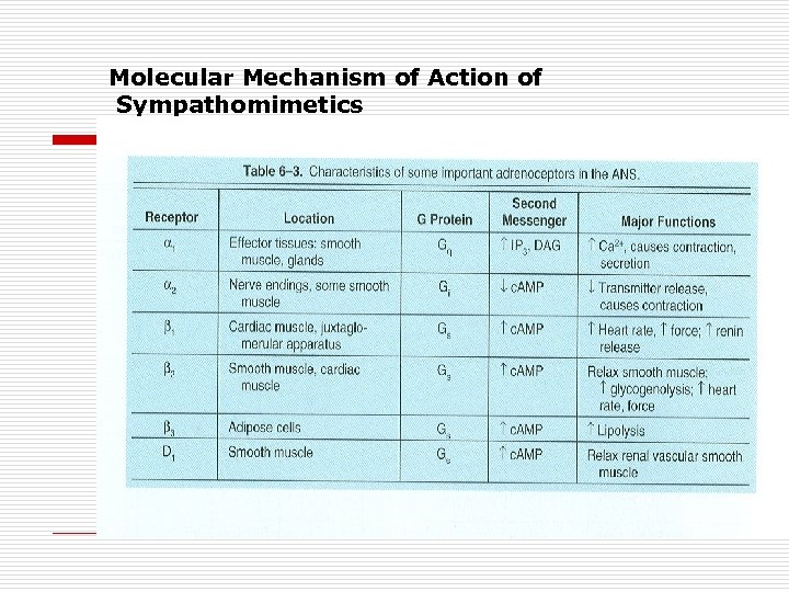 Molecular Mechanism of Action of Sympathomimetics 