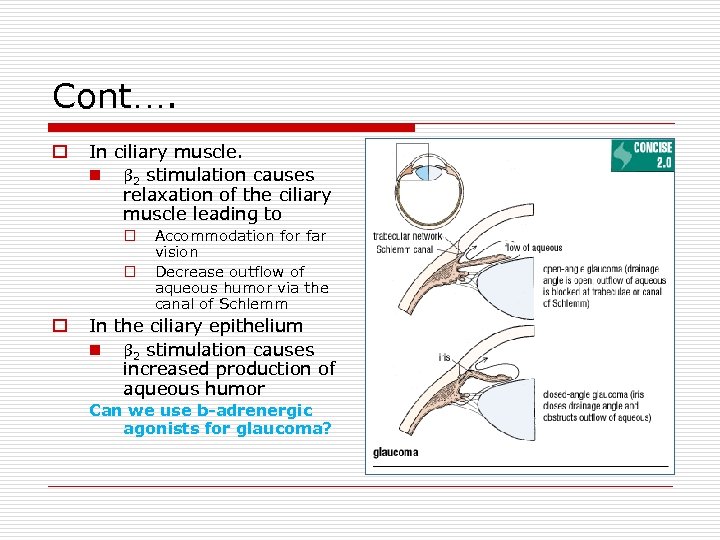 Cont…. o In ciliary muscle. n β 2 stimulation causes relaxation of the ciliary