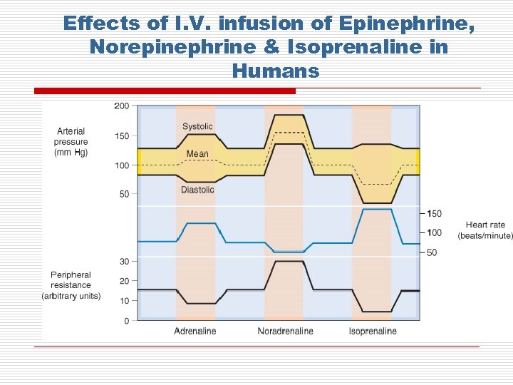 Adrenergic Antiadrenergic Drugs By Prof Alhaider