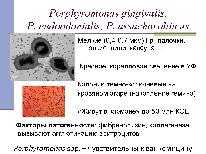 Porphyromonas gingivalis, P. endoodontalis, P. assacharoliticus Мелкие (0, 4 -0, 7 мкм) Гр- палочки,