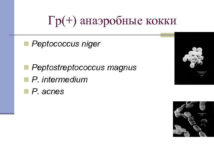 Гр(+) анаэробные кокки n Peptococcus niger n Peptostreptococcus magnus n P. intermedium n P.