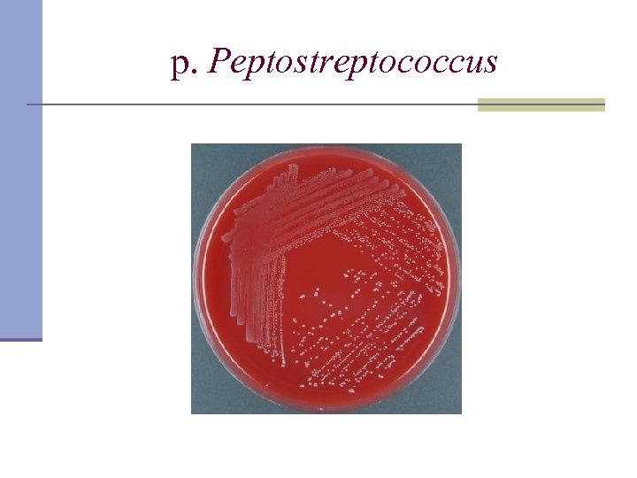 р. Peptostreptococcus 