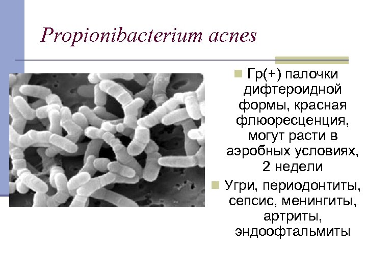 Propionibacterium acnes n Гр(+) палочки дифтероидной формы, красная флюоресценция, могут расти в аэробных условиях,