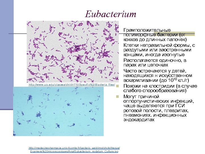 Eubacterium n Грамположительные n n n http: //www. uic. edu/classes/dh/dh 110/Specific%20 Bacteria_files/ slide 0134_image