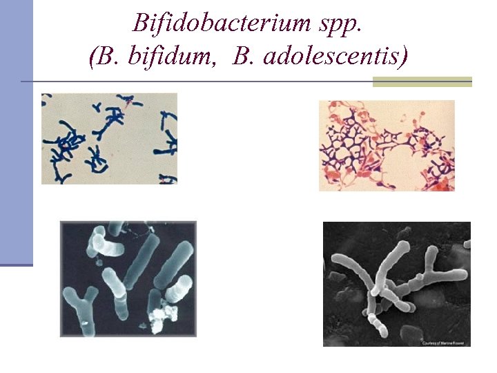 Bifidobacterium spp. (B. bifidum, B. adolescentis) 