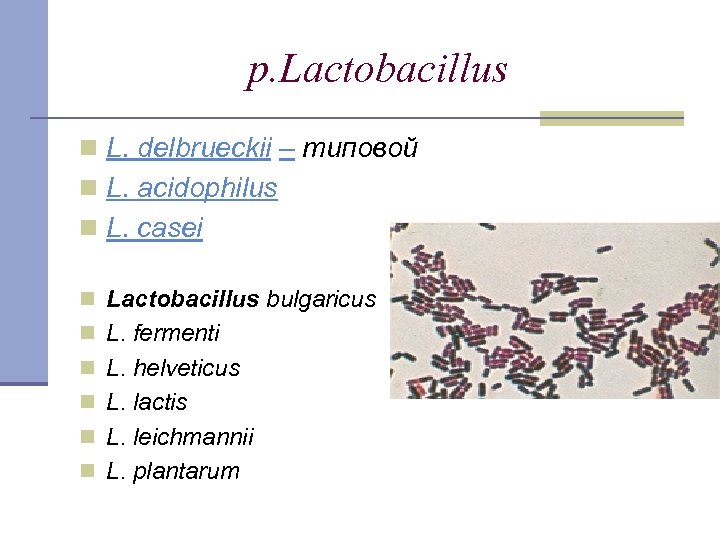 p. Lactobacillus n L. delbrueckii – типовой n L. acidophilus n L. casei n