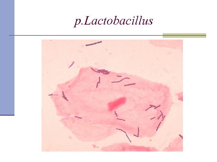 p. Lactobacillus 