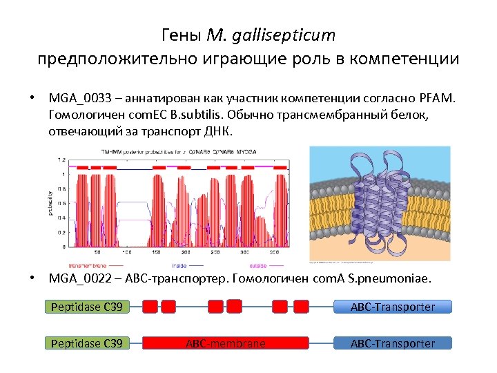 Примеры гомологичных белков. Трансмембранный белок. Гомологичные белки примеры. Гомологичные белки биоинформатика.