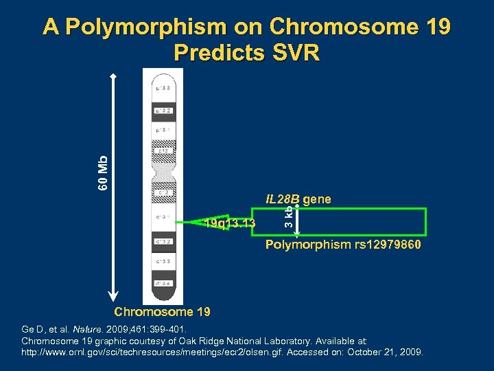 60 Mb A Polymorphism on Chromosome 19 Predicts SVR 19 q 13. 13 3