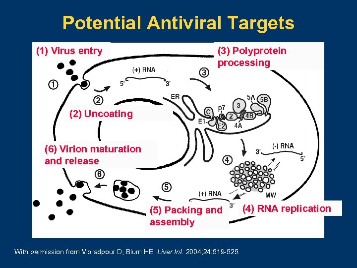 Potential Antiviral Targets (1) Virus entry (3) Polyprotein processing (2) Uncoating (6) Virion maturation