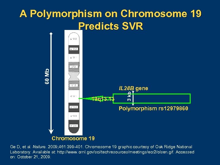 60 Mb A Polymorphism on Chromosome 19 Predicts SVR 19 q 13. 13 3