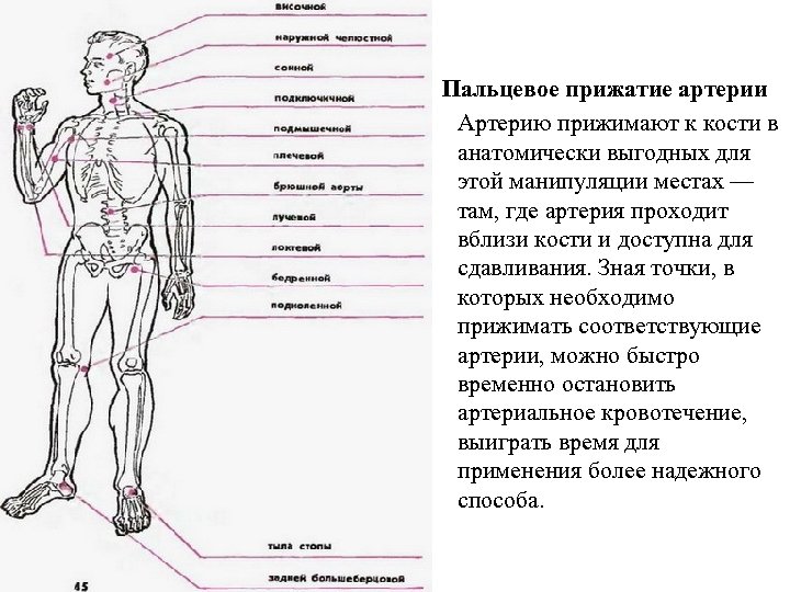 Картинка точки прижатия артерий