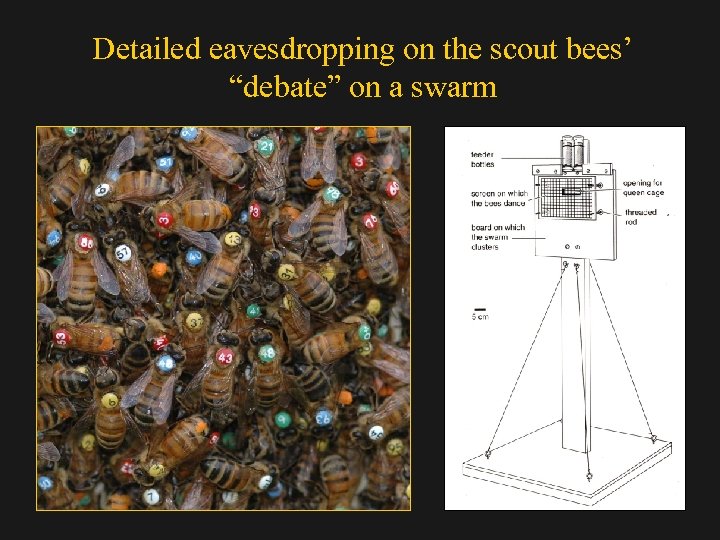 Detailed eavesdropping on the scout bees’ “debate” on a swarm 