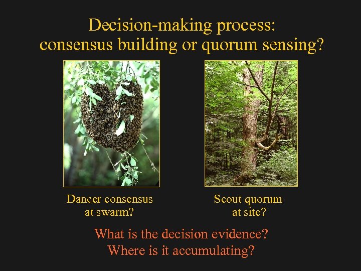 Decision-making process: consensus building or quorum sensing? Dancer consensus at swarm? Scout quorum at
