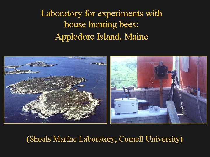 Laboratory for experiments with house hunting bees: Appledore Island, Maine (Shoals Marine Laboratory, Cornell
