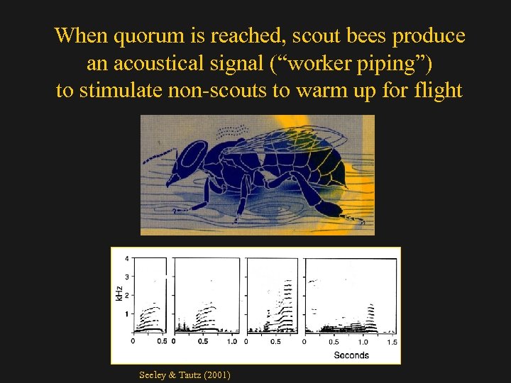 When quorum is reached, scout bees produce an acoustical signal (“worker piping”) to stimulate