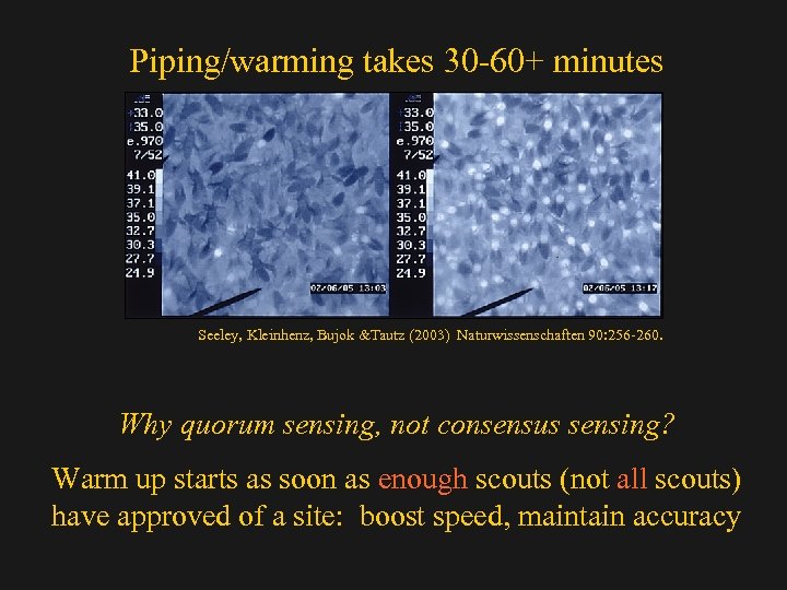 Piping/warming takes 30 -60+ minutes Seeley, Kleinhenz, Bujok &Tautz (2003) Naturwissenschaften 90: 256 -260.