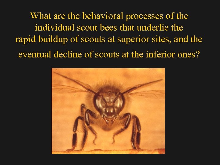 What are the behavioral processes of the individual scout bees that underlie the rapid
