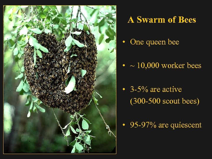 A Swarm of Bees • One queen bee • ~ 10, 000 worker bees
