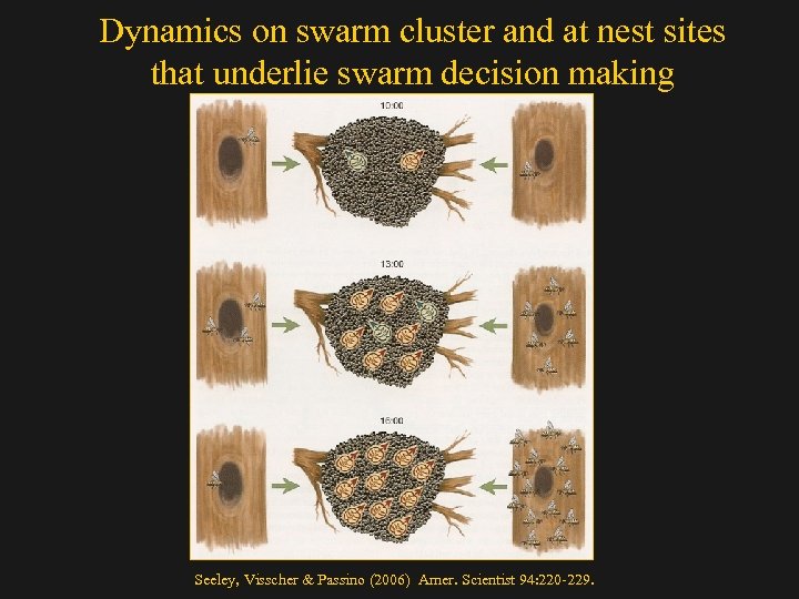Dynamics on swarm cluster and at nest sites that underlie swarm decision making Seeley,