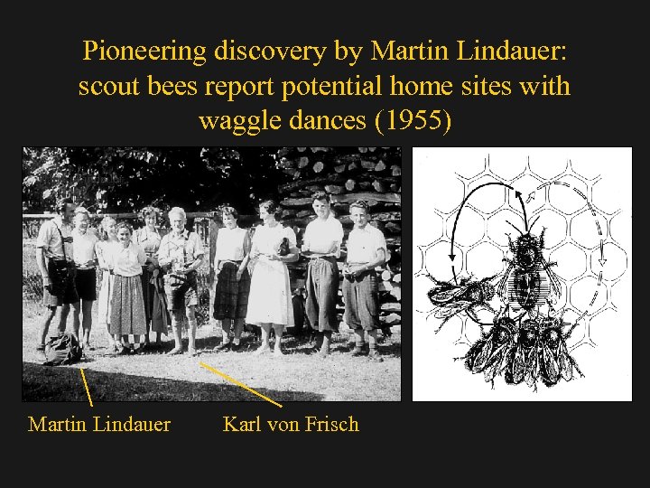 Pioneering discovery by Martin Lindauer: scout bees report potential home sites with waggle dances