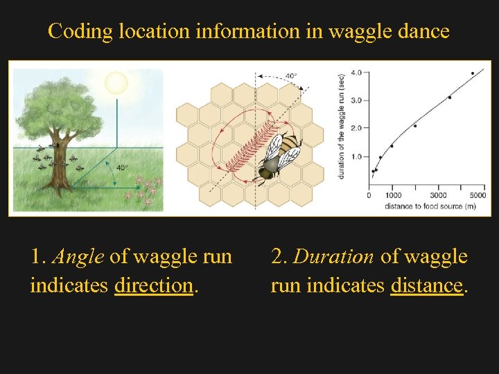 Coding location information in waggle dance 1. Angle of waggle run indicates direction. 2.