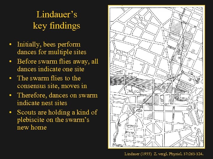 Lindauer’s key findings • Initially, bees perform dances for multiple sites • Before swarm