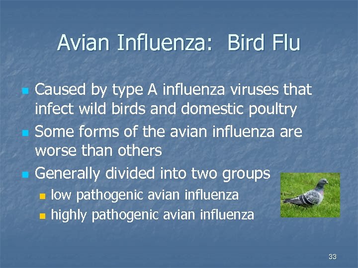 Avian Influenza: Bird Flu n n n Caused by type A influenza viruses that