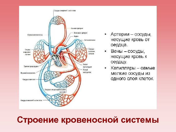 Строение кровеносной системы 