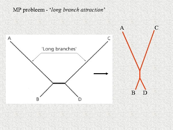 MP probleem - ‘long branch attraction’ A C B D 