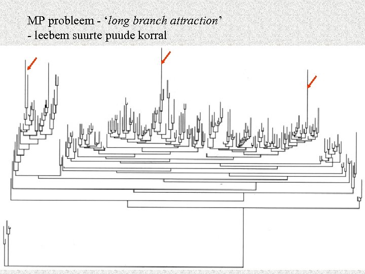 MP probleem - ‘long branch attraction’ - leebem suurte puude korral 