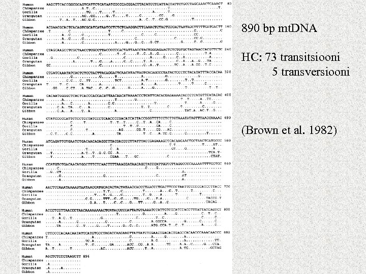 890 bp mt. DNA HC: 73 transitsiooni 5 transversiooni (Brown et al. 1982) 