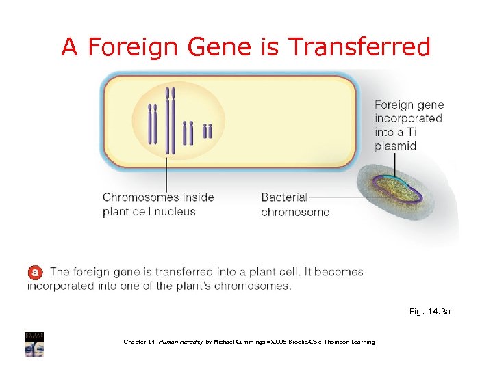 A Foreign Gene is Transferred Fig. 14. 3 a Chapter 14 Human Heredity by
