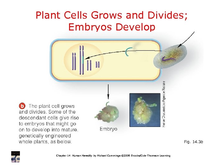Plant Cells Grows and Divides; Embryos Develop Fig. 14. 3 b Chapter 14 Human