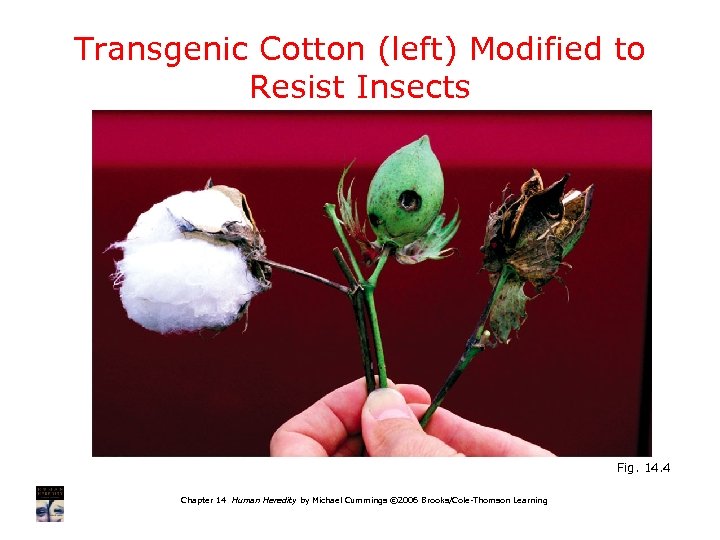Transgenic Cotton (left) Modified to Resist Insects Fig. 14. 4 Chapter 14 Human Heredity