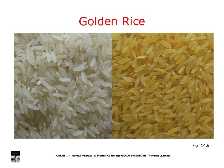 Golden Rice Fig. 14. 6 Chapter 14 Human Heredity by Michael Cummings © 2006