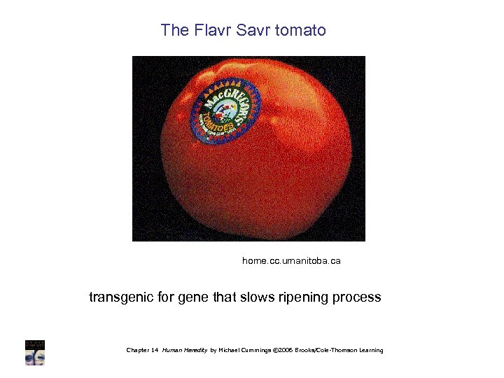The Flavr Savr tomato home. cc. umanitoba. ca transgenic for gene that slows ripening