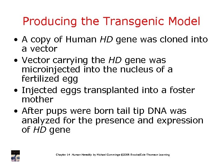 Producing the Transgenic Model • A copy of Human HD gene was cloned into