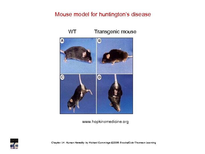 Mouse model for huntington’s disease WT Transgenic mouse www. hopkinsmedicine. org Chapter 14 Human