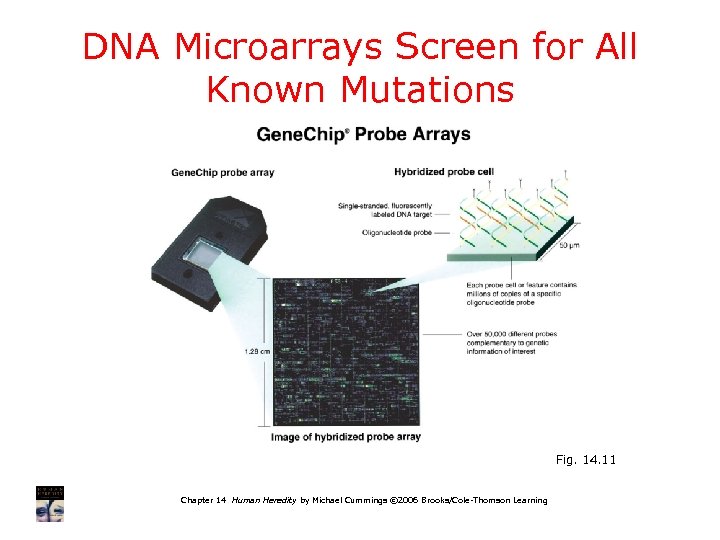DNA Microarrays Screen for All Known Mutations Fig. 14. 11 Chapter 14 Human Heredity