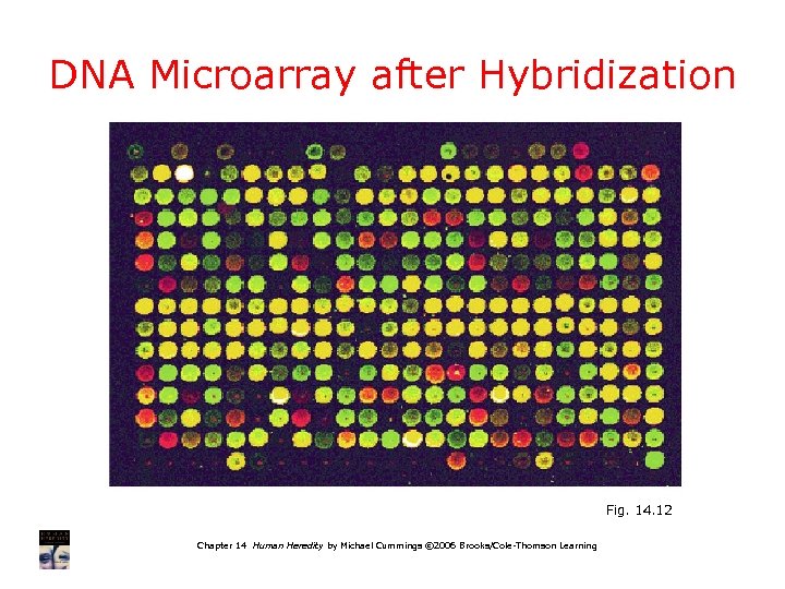 DNA Microarray after Hybridization Fig. 14. 12 Chapter 14 Human Heredity by Michael Cummings