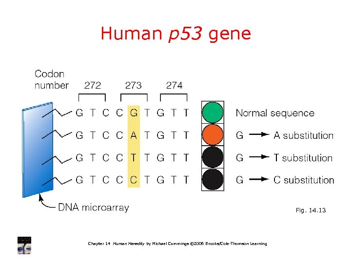 Human p 53 gene Fig. 14. 13 Chapter 14 Human Heredity by Michael Cummings