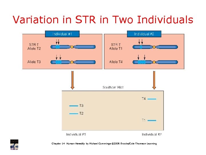 Variation in STR in Two Individuals Chapter 14 Human Heredity by Michael Cummings ©