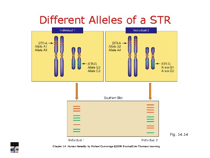 Different Alleles of a STR Fig. 14 Chapter 14 Human Heredity by Michael Cummings