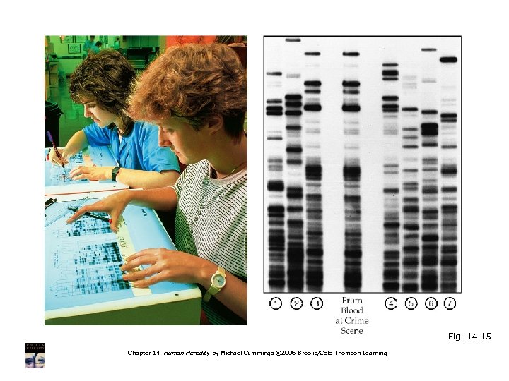 Analyzing DNA Profiles Fig. 14. 15 Chapter 14 Human Heredity by Michael Cummings ©