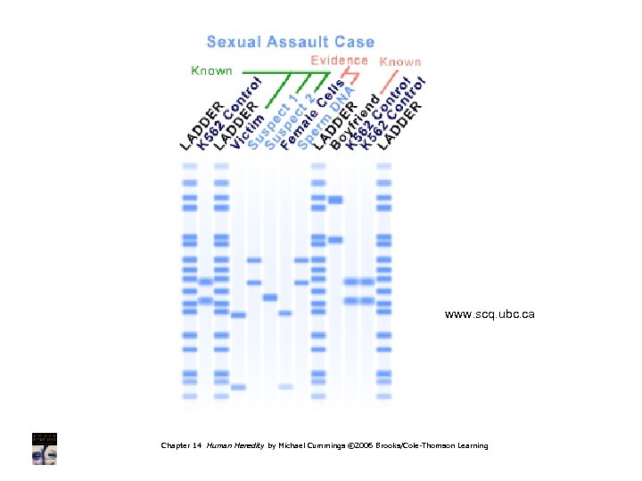 www. scq. ubc. ca Chapter 14 Human Heredity by Michael Cummings © 2006 Brooks/Cole-Thomson