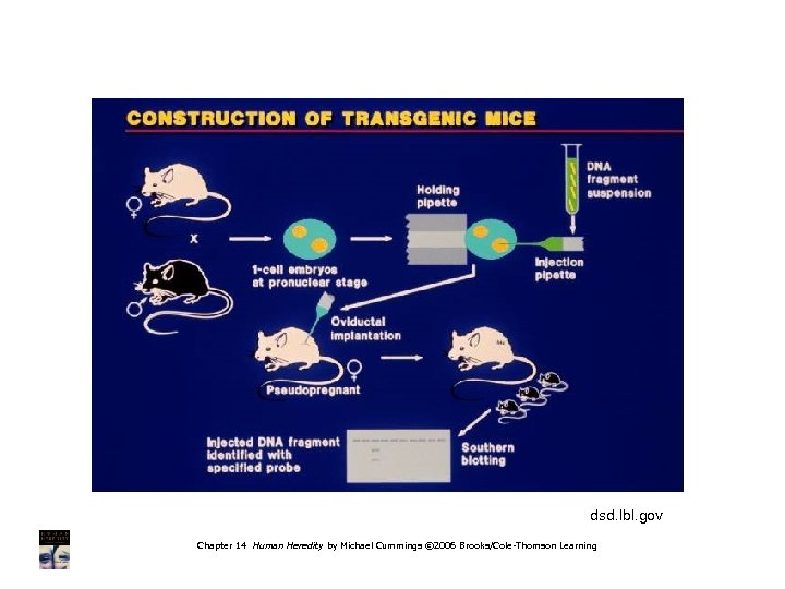 dsd. lbl. gov Chapter 14 Human Heredity by Michael Cummings © 2006 Brooks/Cole-Thomson Learning