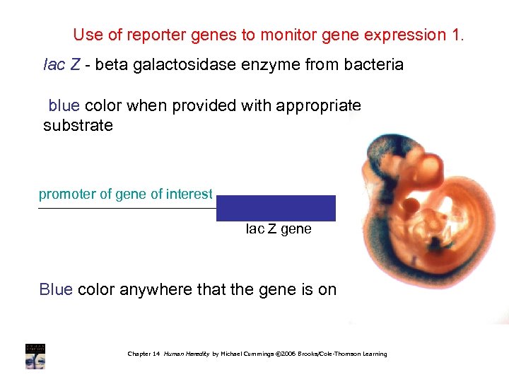 Use of reporter genes to monitor gene expression 1. lac Z - beta galactosidase